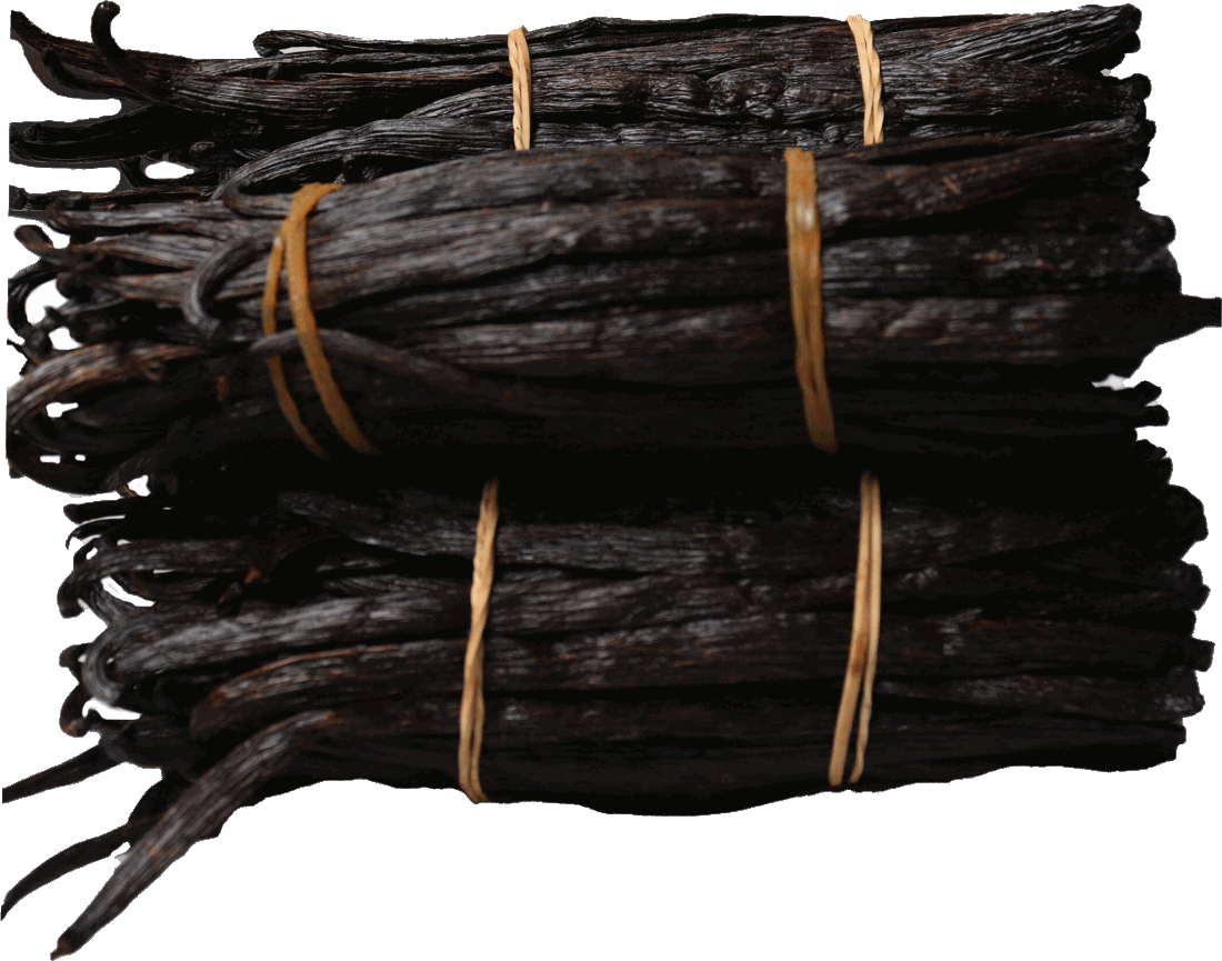 Bundles of cured Tanzanian vanilla beans, tied for grading
